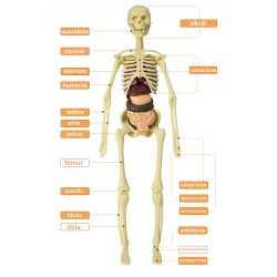 Human torso / skeleton - model anatomy - medical internal organs - for teachingEducational