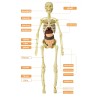 Human torso / skeleton - model anatomy - medical internal organs - for teachingEducational